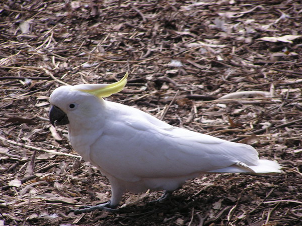 Australia Web 46.jpg