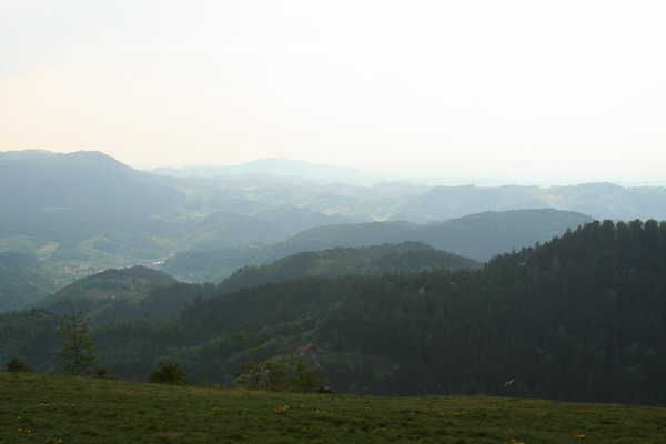 Black Forest Web 01.jpg