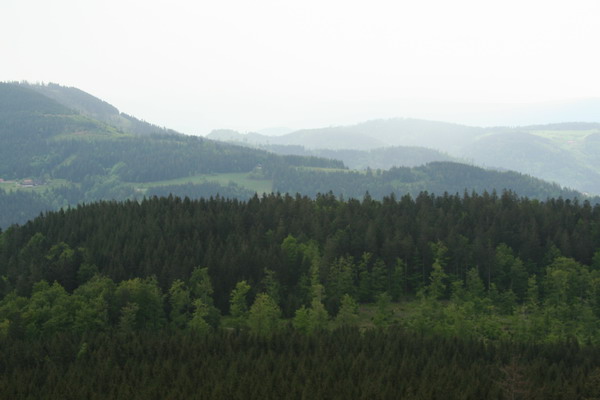 Black Forest Web 02.jpg