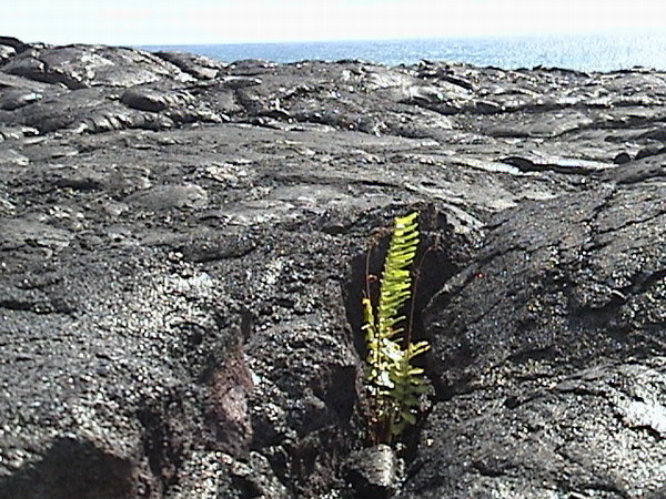 Kilauea Volcano 06.JPG