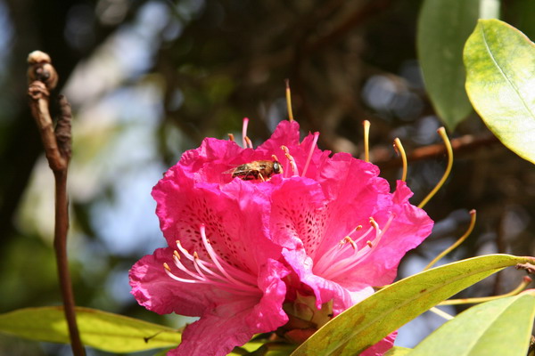 Madeira Islands 03.jpg