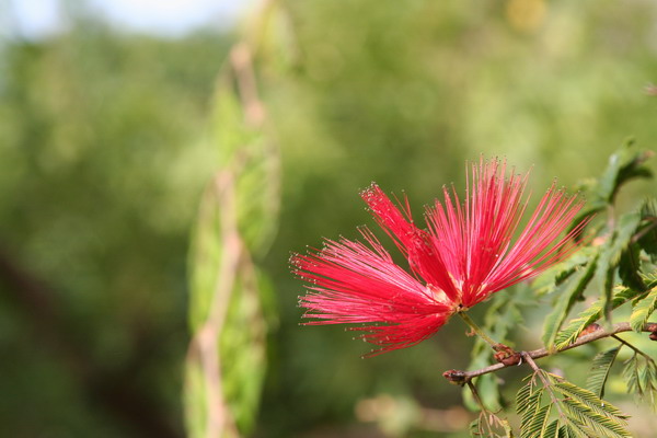 Madeira Islands 05.jpg