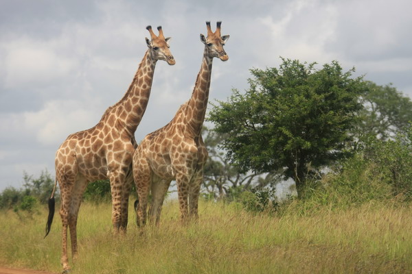 Safari Web 030.jpg