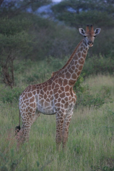 Safari Web 043.jpg