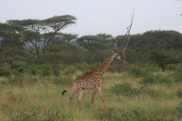 Safari Web 044.jpg