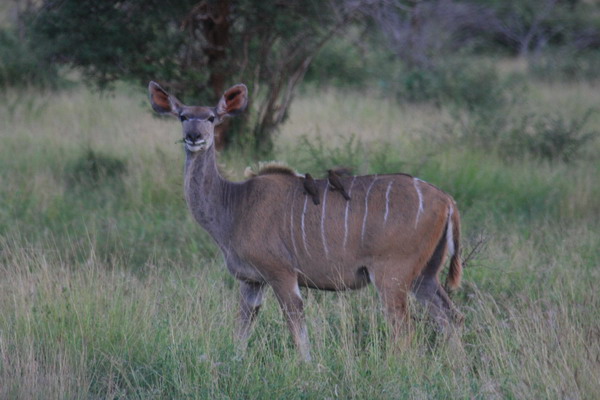 Safari Web 047.jpg