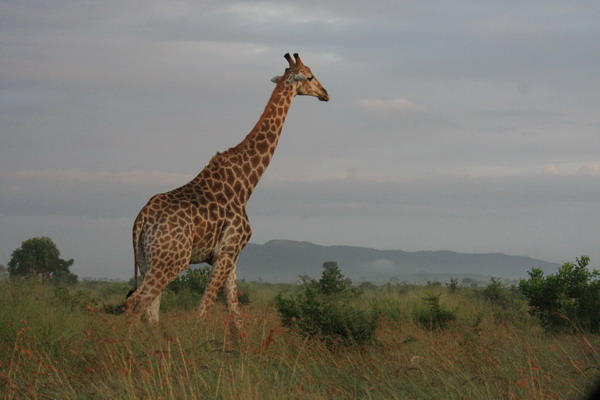 Safari Web 055.jpg