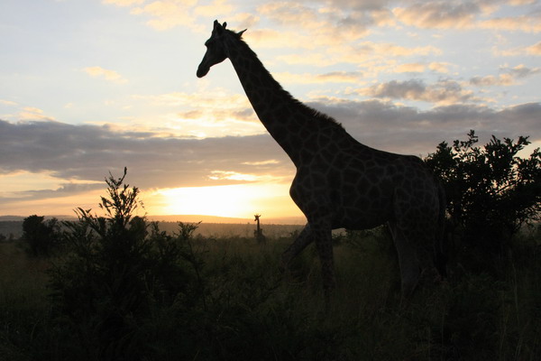 Safari Web 058.jpg