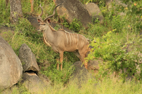 Safari Web 089.jpg