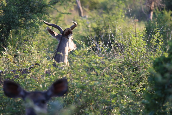 Safari Web 095.jpg