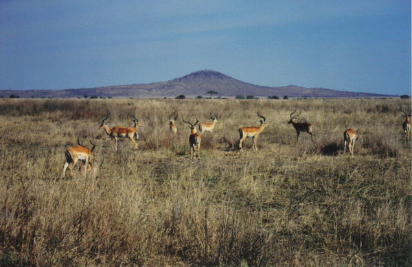 Serengeti 03.jpg