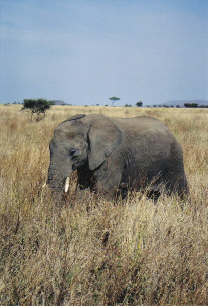 Serengeti 04.jpg