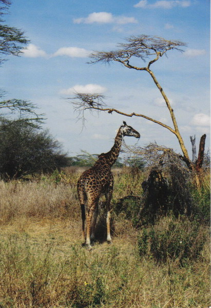 Serengeti 06.jpg