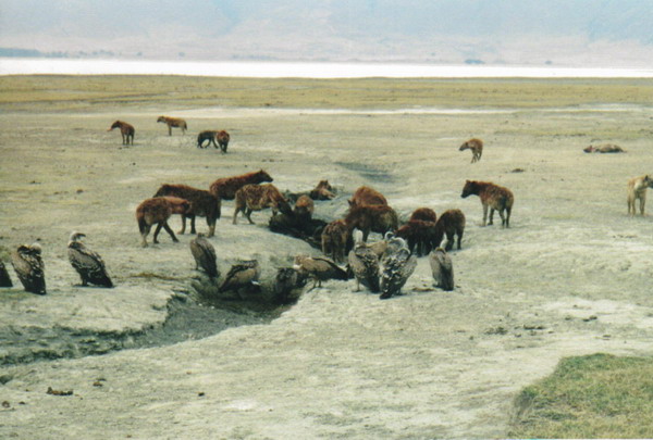 Serengeti 07.jpg