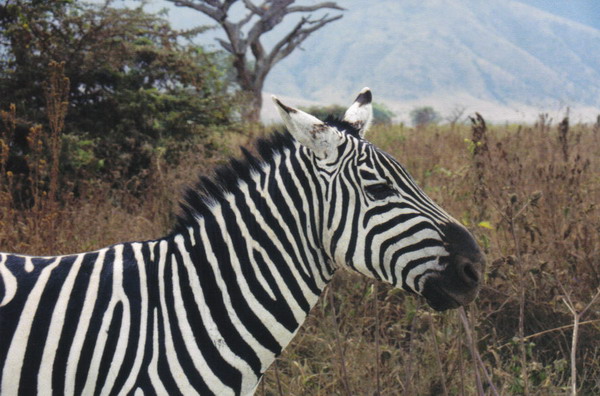 Serengeti 09.JPG