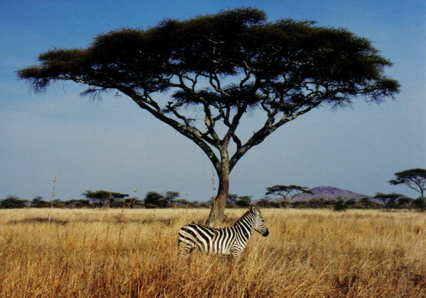 Serengeti 10.jpg