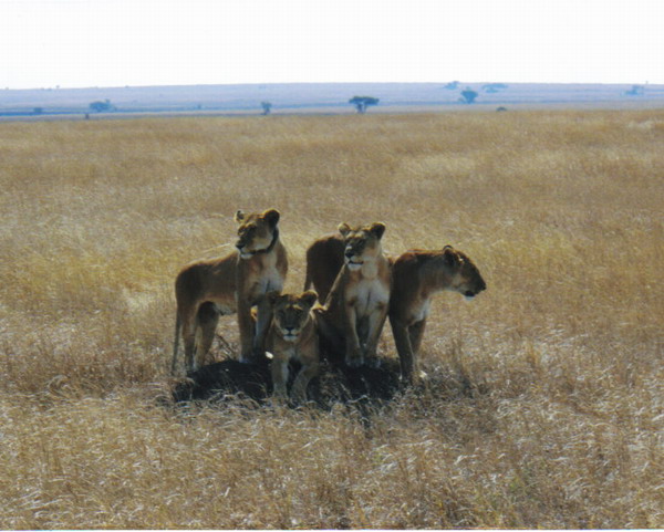 Serengeti 11.JPG