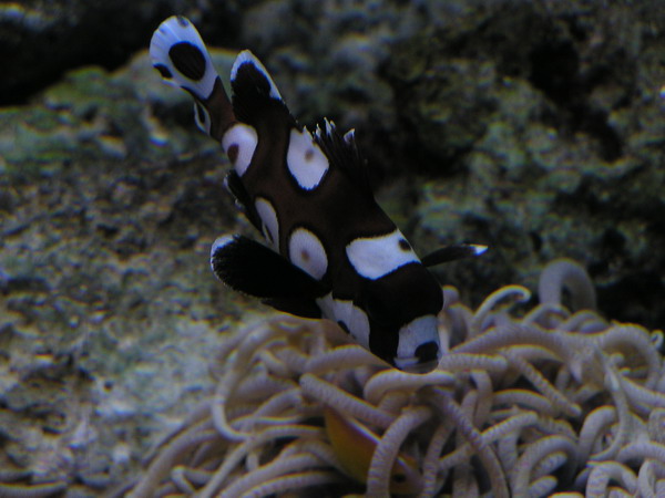 Underwater World Web 09.jpg