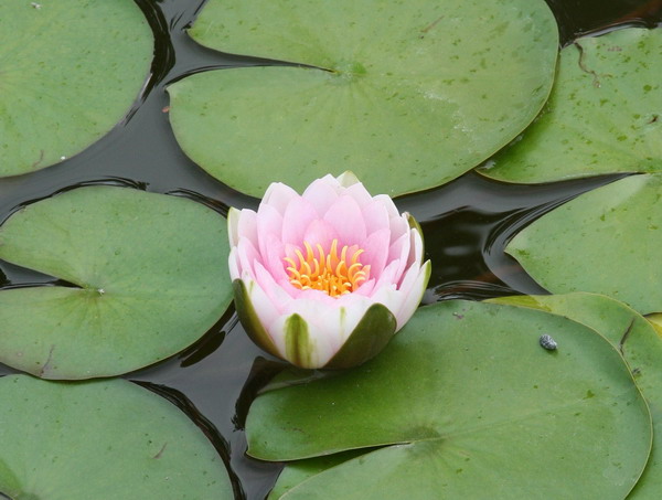 water lilly.jpg