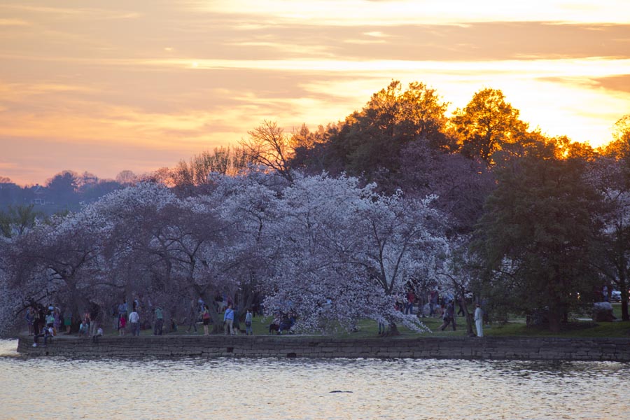 DC Cherry Blossoms Mar 16 07