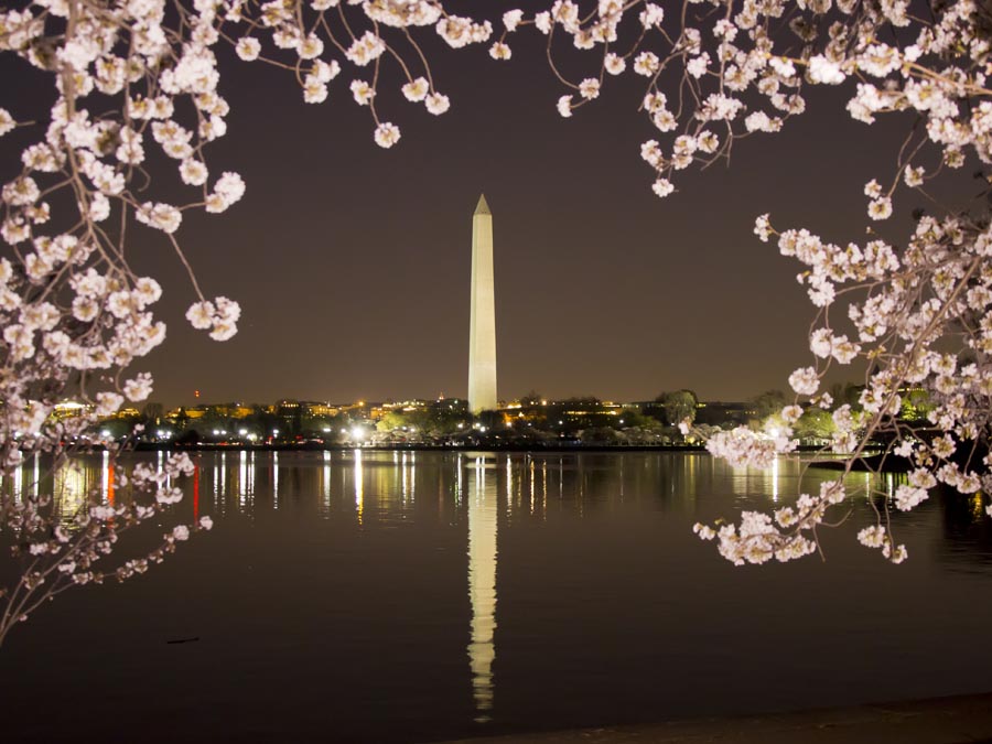 DC Cherry Blossoms Mar 16 14