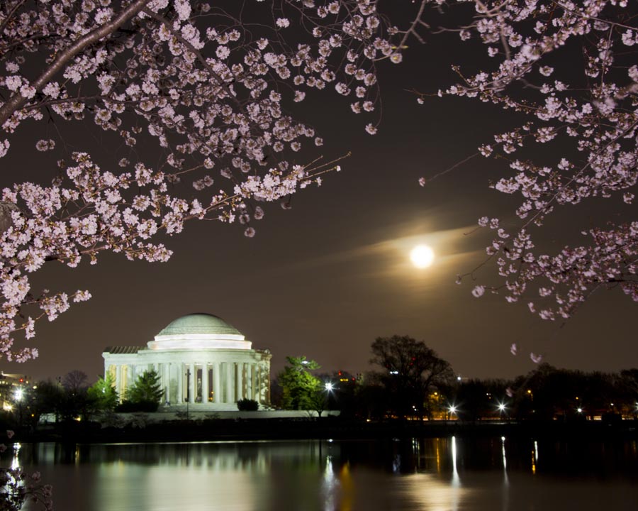 DC Cherry Blossoms Mar 16 18