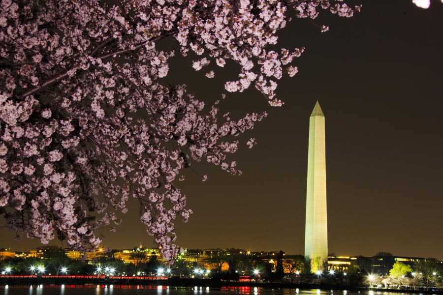 DC Cherry Blossoms Mar 16 20