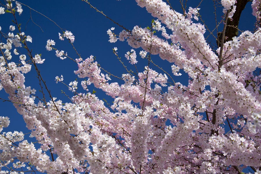 Cherry Blossom Festival 16 small 06